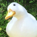 olympusduck avatar