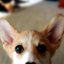 omelettethecorgi avatar