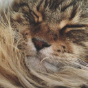 omgchickenpooboomboommaweeziecat avatar