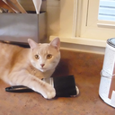 ominous-music avatar