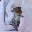 omniscientnpc avatar