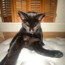 onehellofabisexual avatar