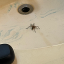 onelonelyghost0 avatar