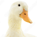 onepointlessgoose avatar