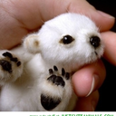 only-cute-animals avatar