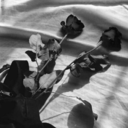 onlydreams1234 avatar