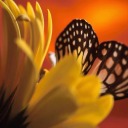 onlyebonygallery avatar