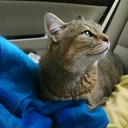 oohlookakitty-old avatar