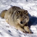 opalobsidian-wolf avatar