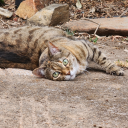 ophelias-death avatar