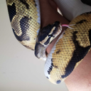 ophiuchusrising avatar