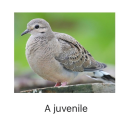 opossum-obscura avatar