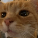 orange-cat-offical avatar