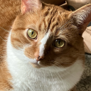 orangecatthings avatar