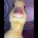 orangefreckles avatar