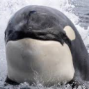 orca-detector avatar