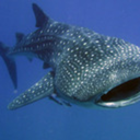 orcasandwhalesharks avatar