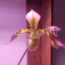 orchid-hospice avatar