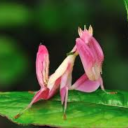 orchid-mantis-shrimp avatar