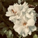 orderlystudies avatar