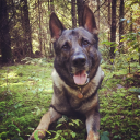 oregonforestdog avatar