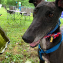 organicgreyhound avatar