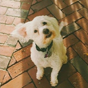 original-sarah-stan avatar