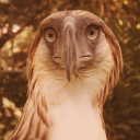 originalwinnerfanfish avatar