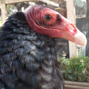 orionthevulture avatar