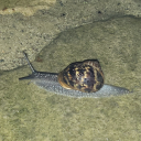 orphee-aux-enfers avatar