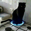 orphic-cat-lover avatar