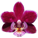 orquideasjpg avatar