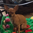 orugazuleskewl avatar