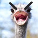 ostrich-maffia-offical avatar