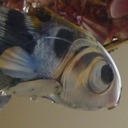 otherstuffimake avatar