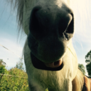 our-horseblog avatar