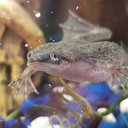 outofthebluesofishtication avatar