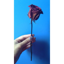 overflowingpen avatar