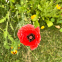 overstuffedfroggy88 avatar