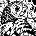 owlsnow avatar