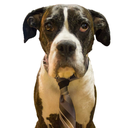 ownedbyaboxer avatar