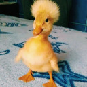 ozumdekicanan avatar