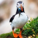 paddy-gooch-sniffer avatar