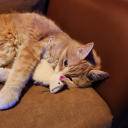 paganowlsheart avatar