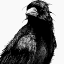 pajaro-negroo avatar