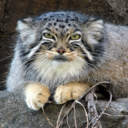 pallascatisdiscontent avatar