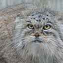 pallascats avatar