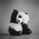 pandabearagainstracism avatar