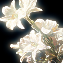 pandadetective avatar