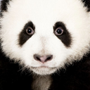 pandafeeling avatar